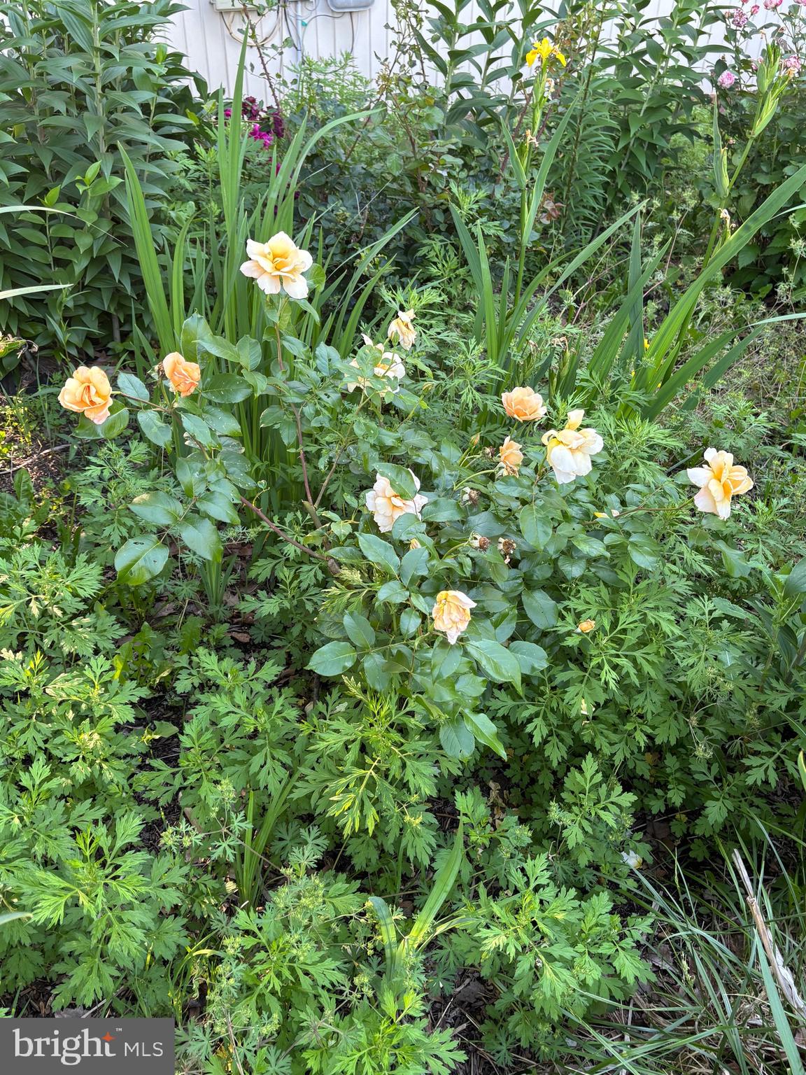 OWINGS BEACH - Residential