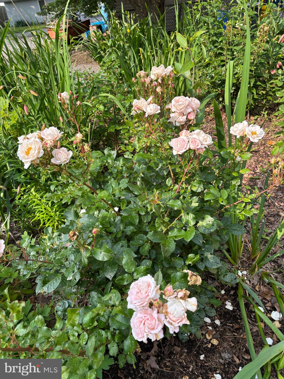 OWINGS BEACH - Residential