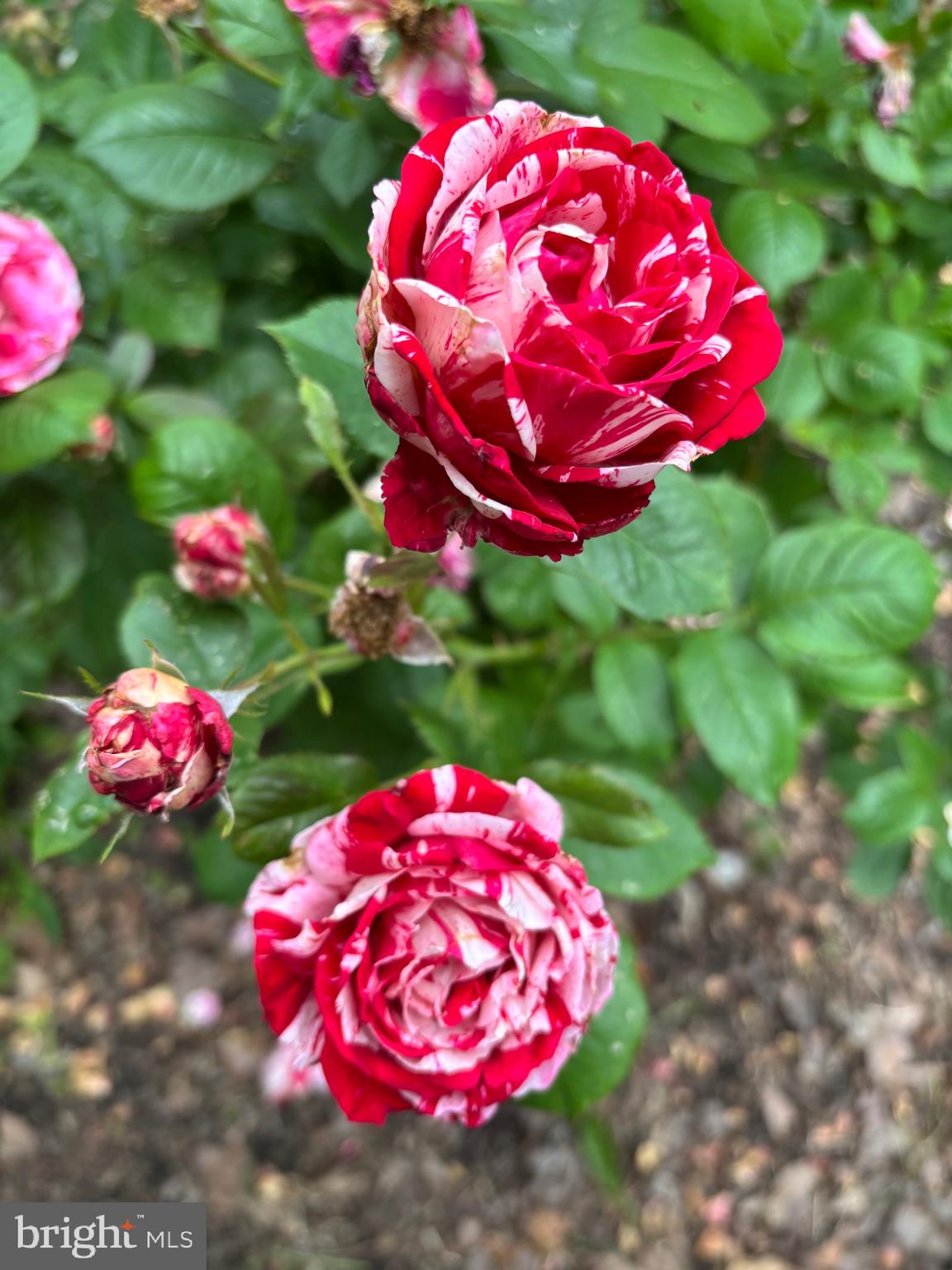 OWINGS BEACH - Residential