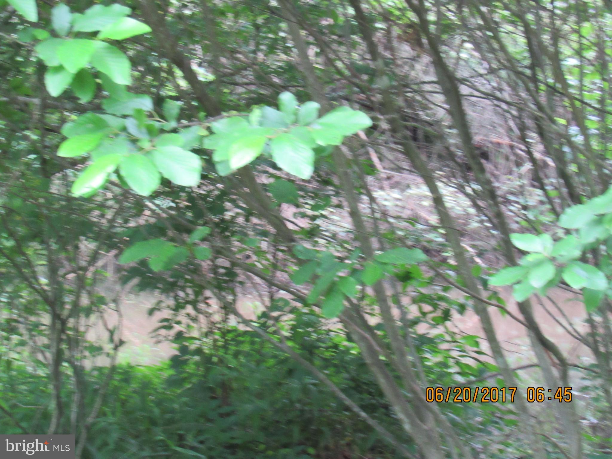 BULL YEARLING - Land