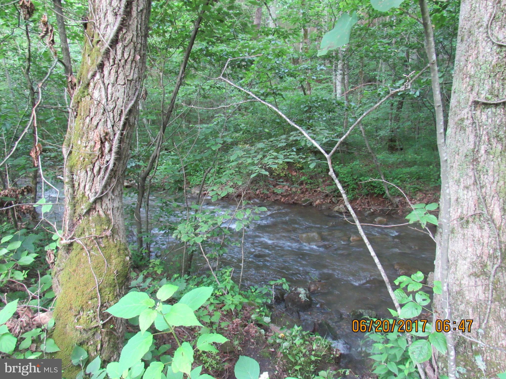 BULL YEARLING - Land