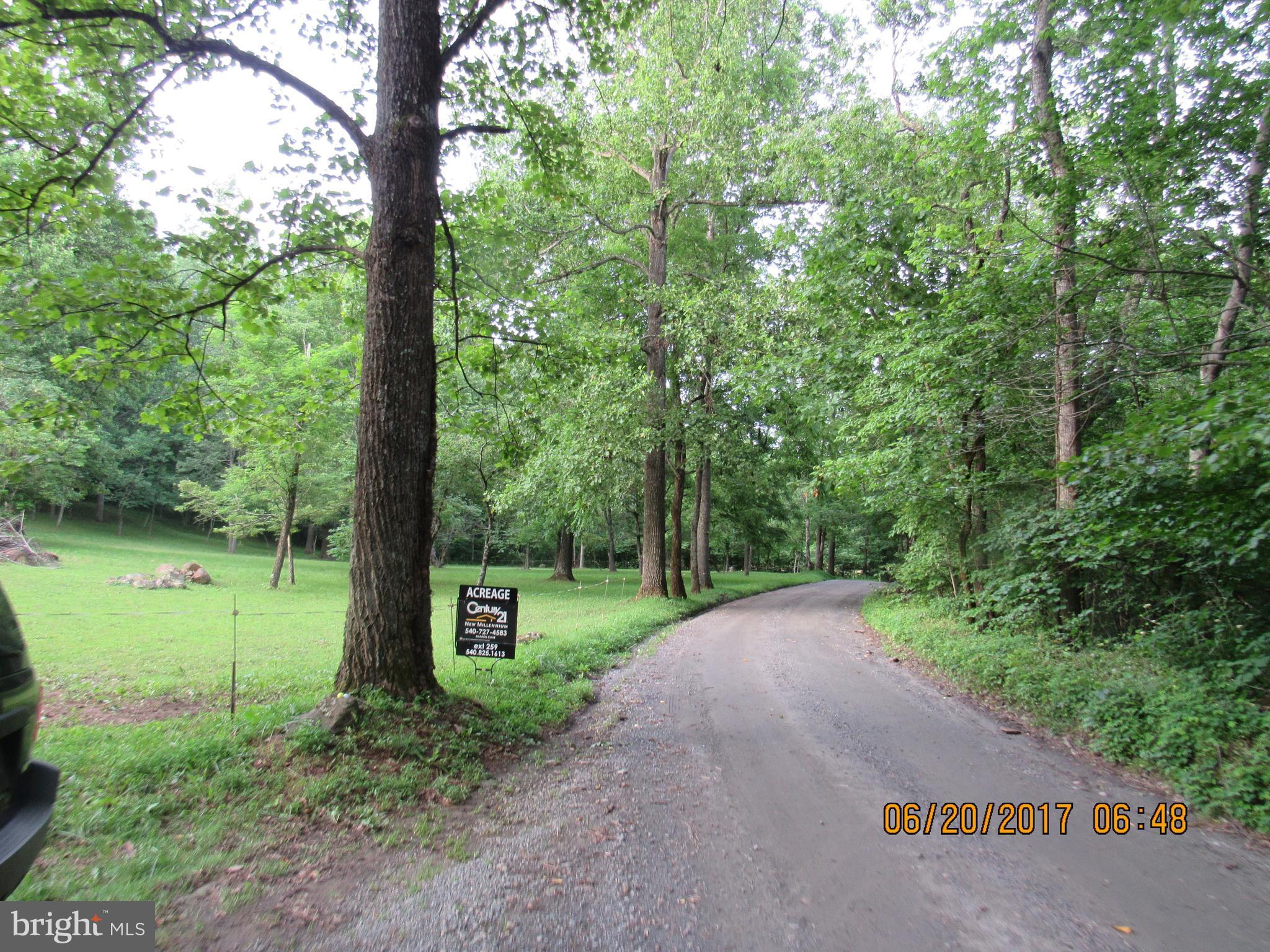 BULL YEARLING - Land