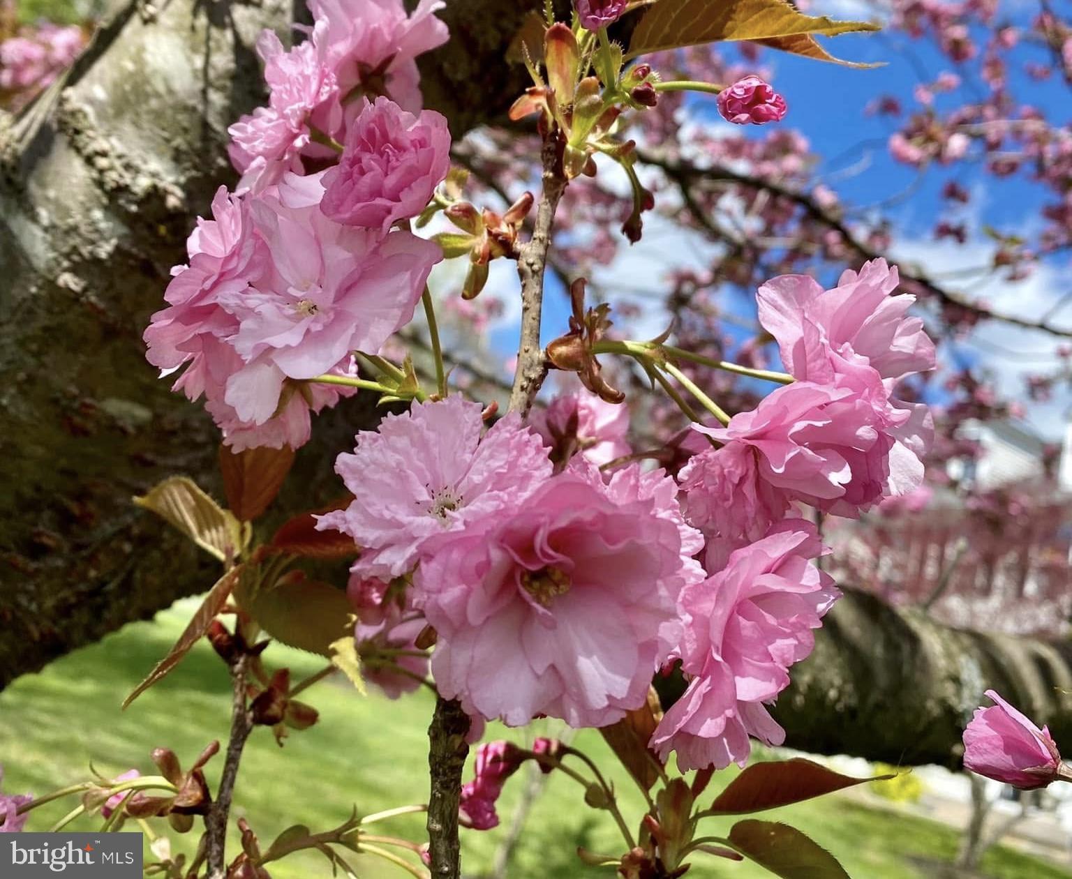 ROCK RUN ESTATES - Residential