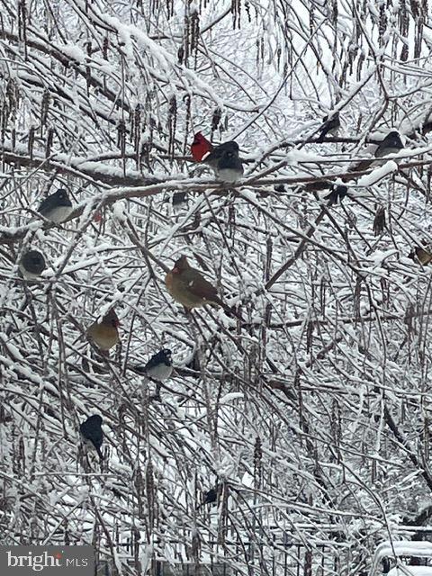 TREVOR HILL - Residential