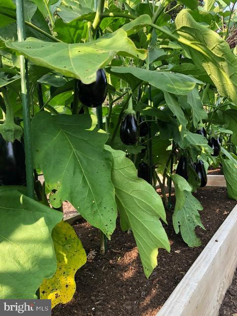 TREVOR HILL - Residential