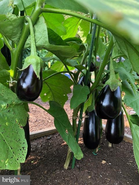 TREVOR HILL - Residential