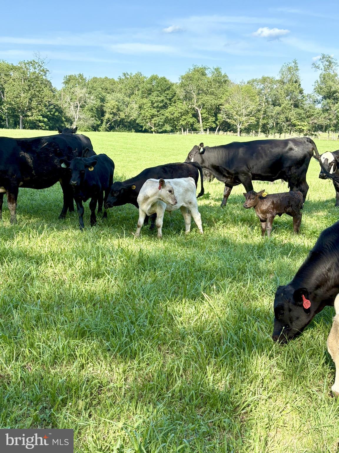 WASHINGTON VIRGINIA - Residential