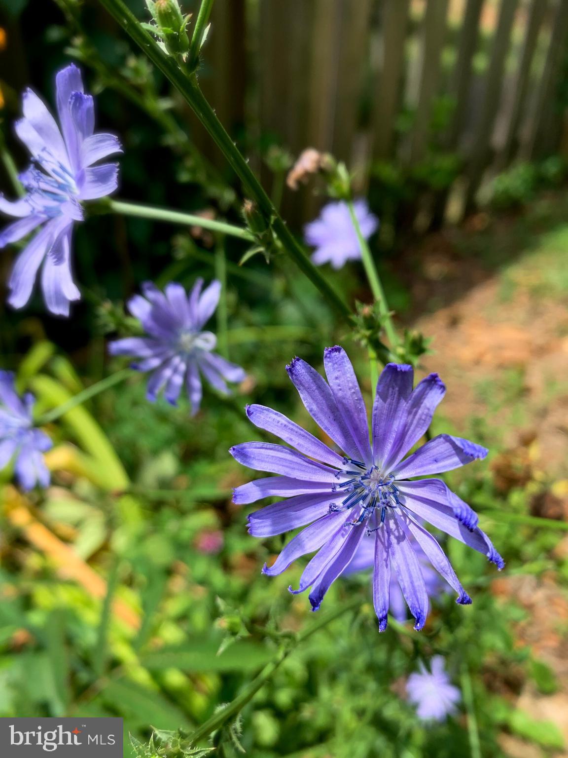 WASHINGTON VIRGINIA - Residential