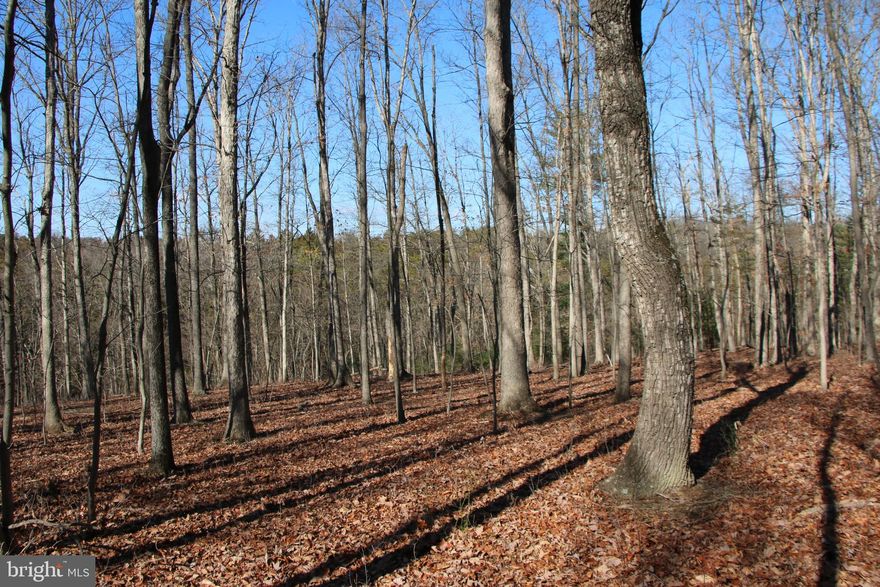 This fully wooded property hasn’t been on the market since 1966 and it won’t last long. Located just minutes west of Front Royal near the Warren County Airport multiple possibilities exist for its new owner(s). Extensive road frontage on Ridgeway Road and Stokes Airport Road set this parcel apart. Discover potential building sites throughout this tract as you walk along the multiple ridge top flats. A small stream marks the southeastern boundary of this land adding to its beauty and character. Experience exciting hunting as many types of wildlife call this land home including deer, turkey, and many small game species. Enjoy hiking, camping, and recreation of all types on this parcel. Gently sloping topography makes maneuvering this tract enjoyable and fun. This land is currently being used for recreation and is zoned Agricultural. Imagine building your next country home or vacation rental right here. Electricity is already on the property and other utilities are close by making for easy and affordable connections. Currently enrolled in the county’s forestry land use program to reduce the annual taxes. The wooded acreage is a mix of cedar, pine, and hardwood trees.  Just a few minutes from all the fun and adventure the Shenandoah River and Skyline Drive have to offer. Only a short drive from the amenities and attractions of Front Royal. 

There is a well and septic system located on this property. However, the condition and functionality of them are unknown and the health department has no records for either.  There is also an abandoned mobile home, a few sheds, and various other items left behind on this property. All the structures are in very poor shape so please do not enter them. This land and mobile home will be conveyed in strictly “AS-IS” condition.