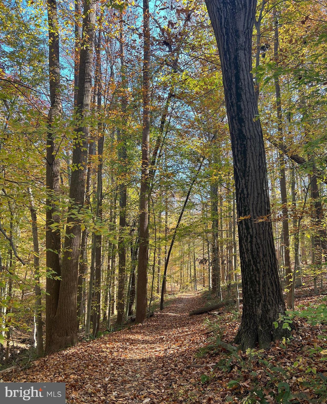 SPRINGDALE - Residential