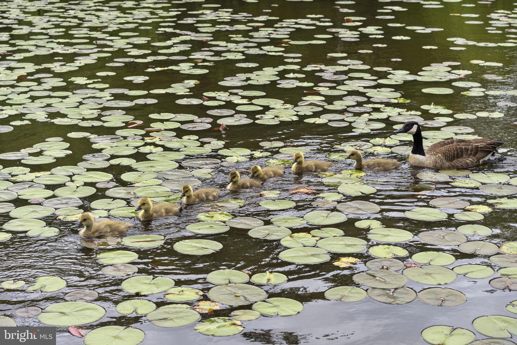 WESTFIELD - Residential