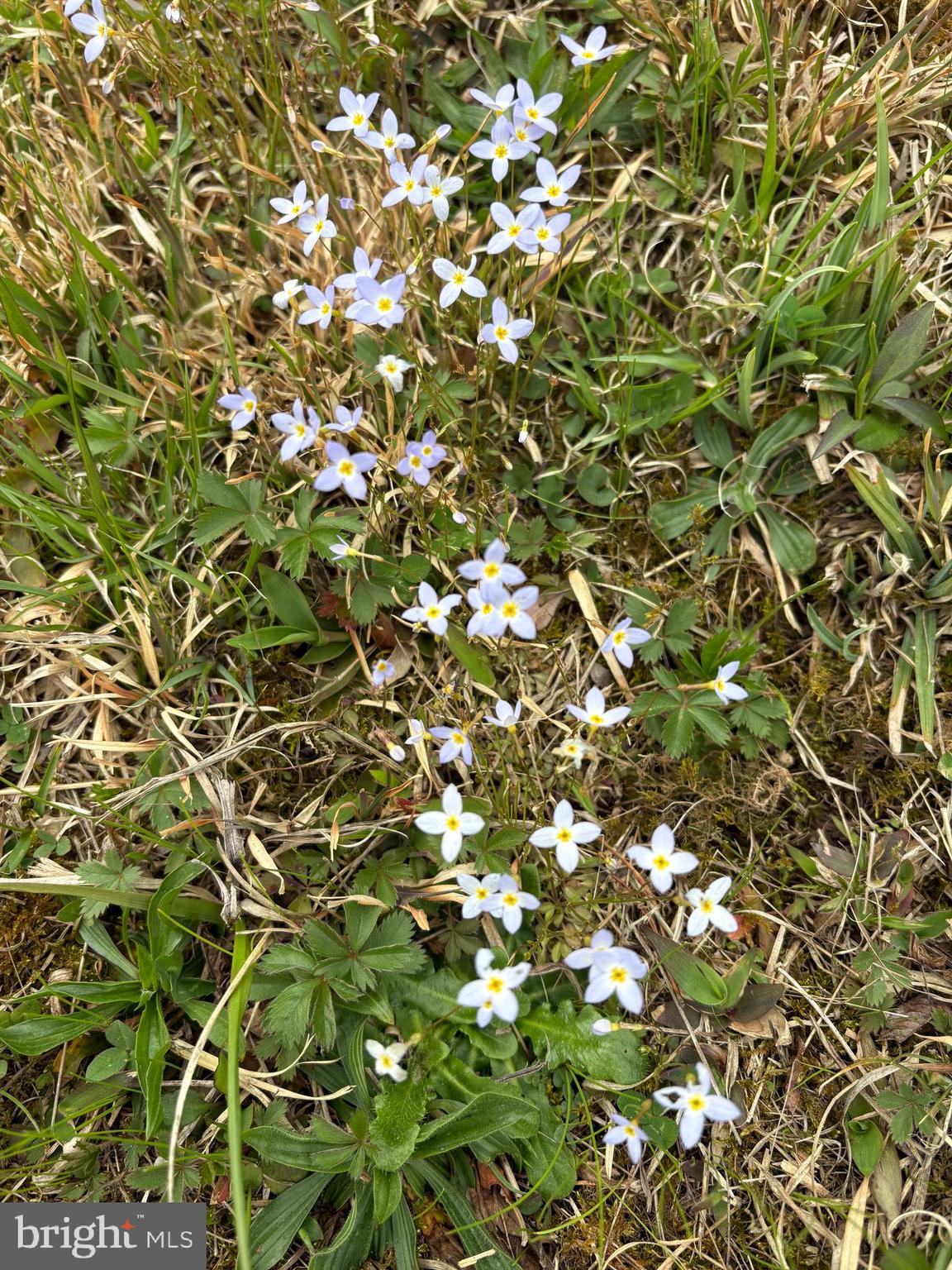 LAKE FERNDALE - Residential