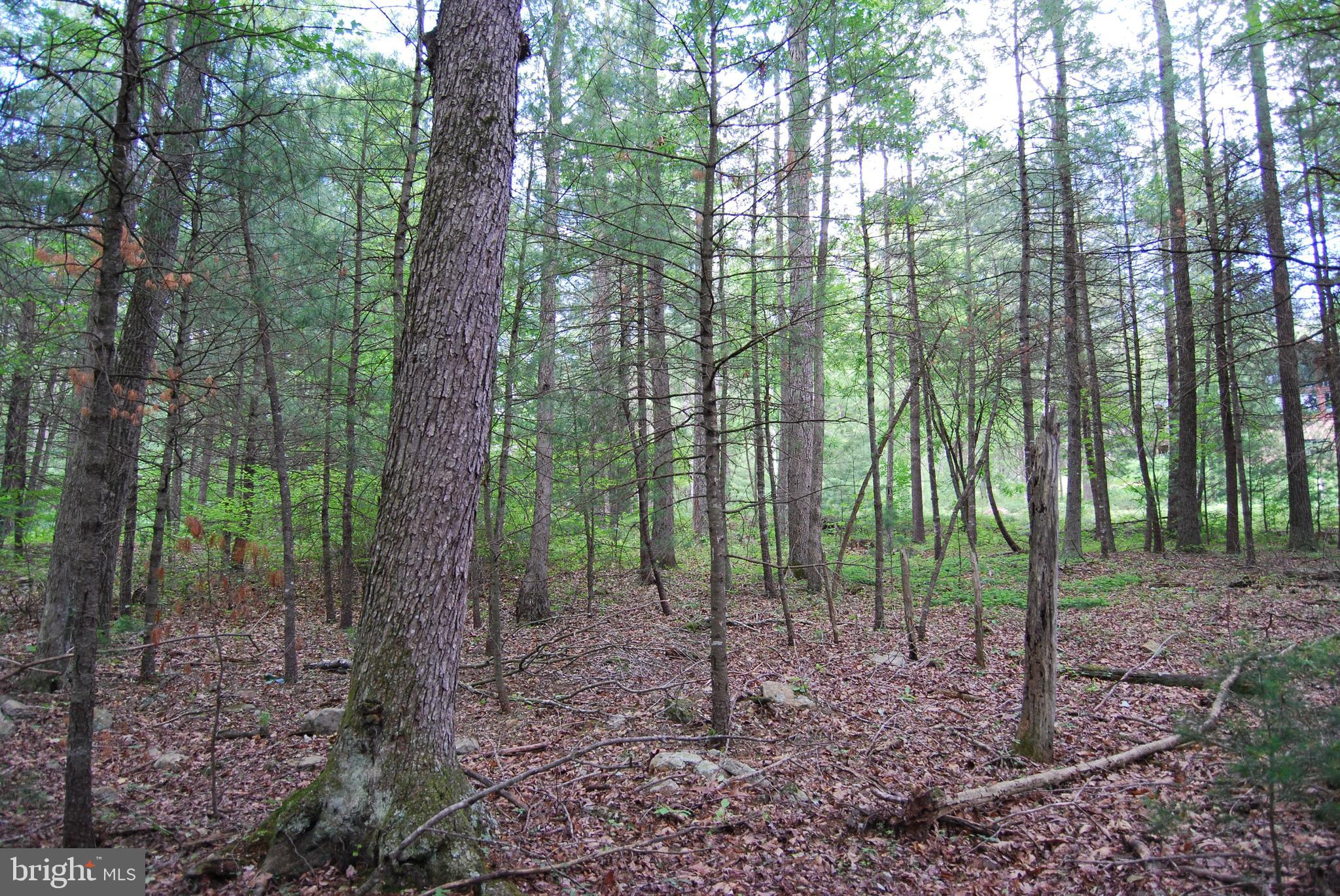 TROUT RUN FOREST - Land
