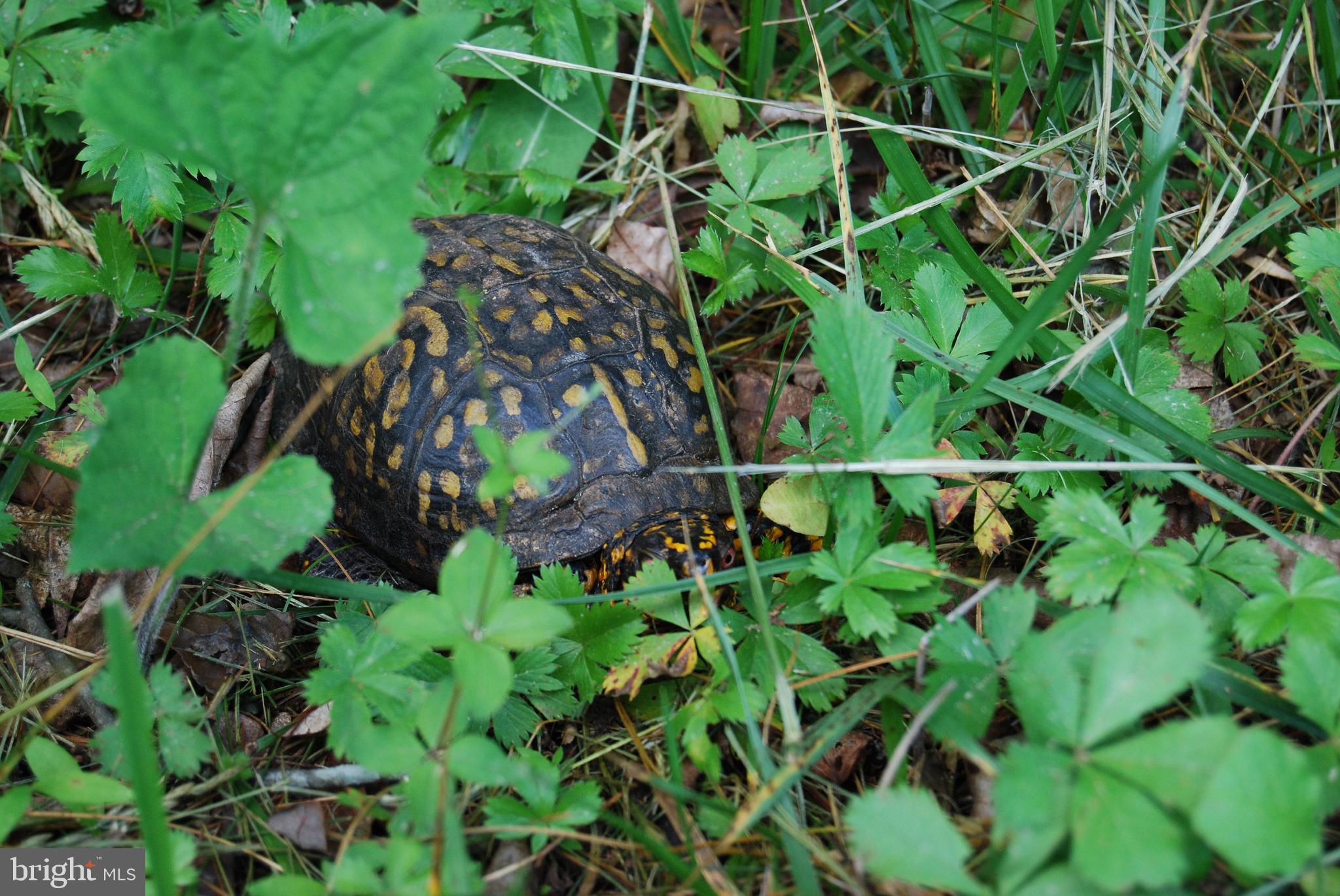 TROUT RUN FOREST - Land