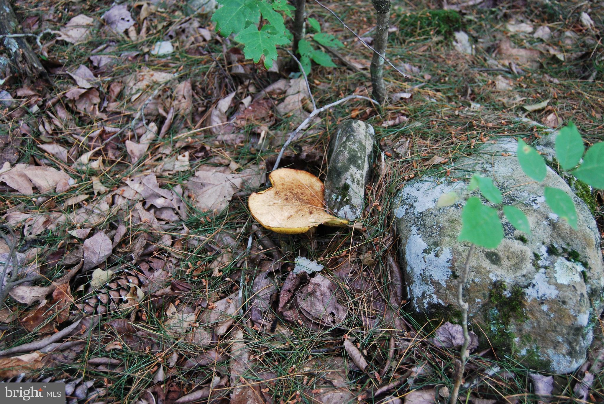TROUT RUN FOREST - Land