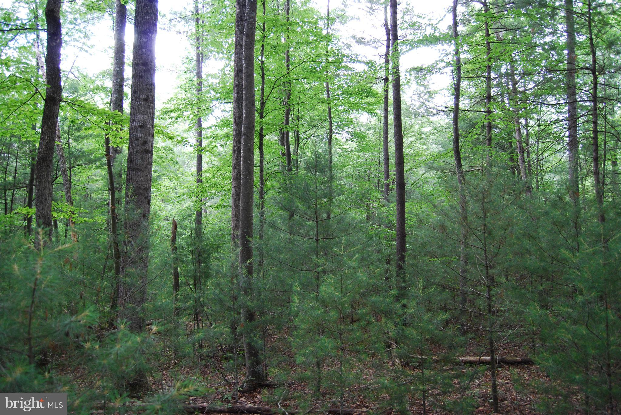 TROUT RUN FOREST - Land