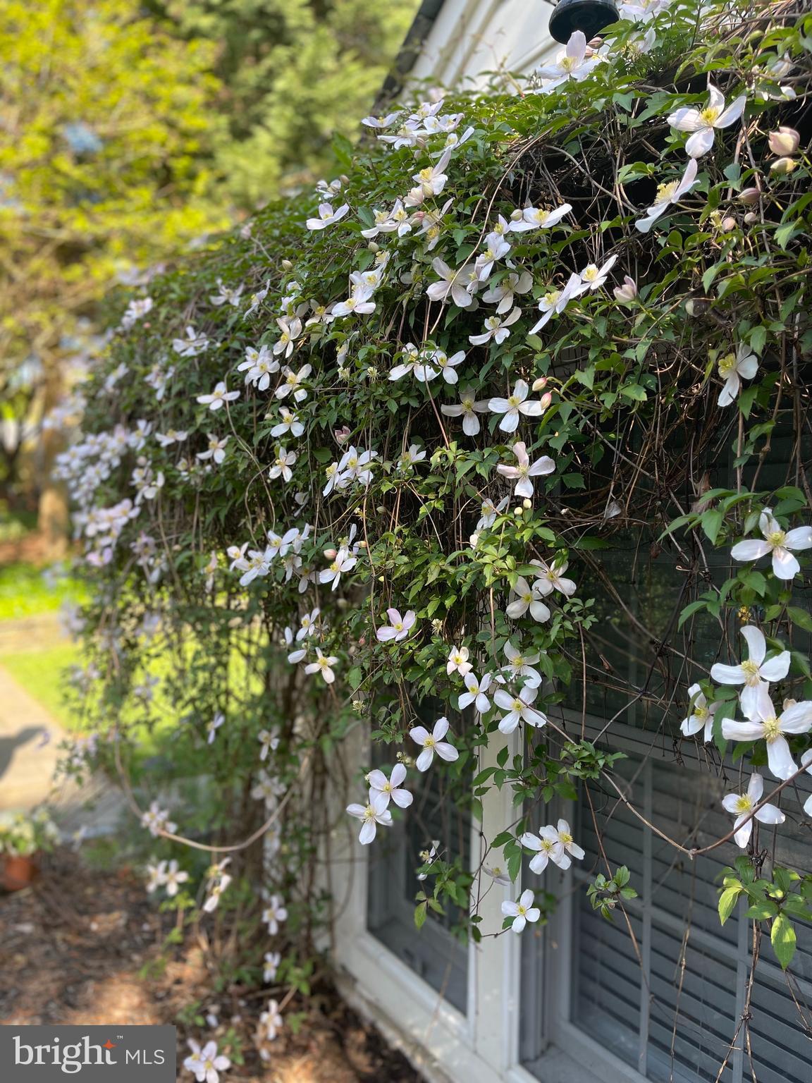 WILTONDALE - Residential