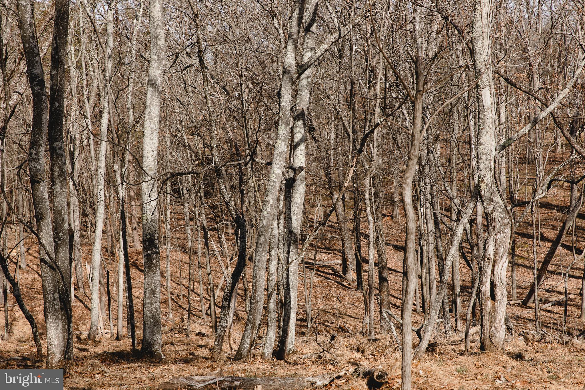 THE WOODS - Residential