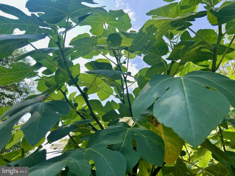 ADELPHI FOREST - Residential