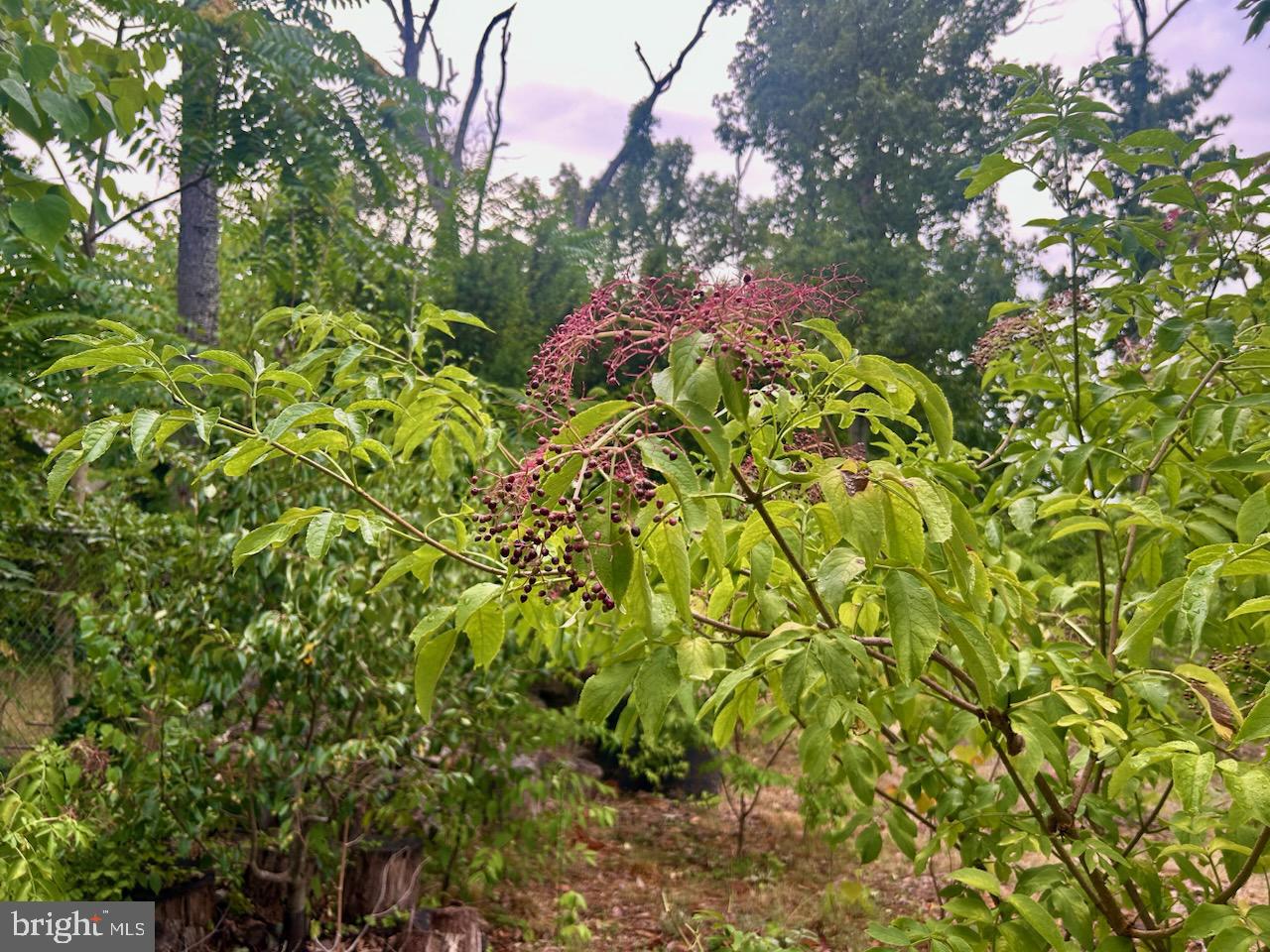ADELPHI FOREST - Residential