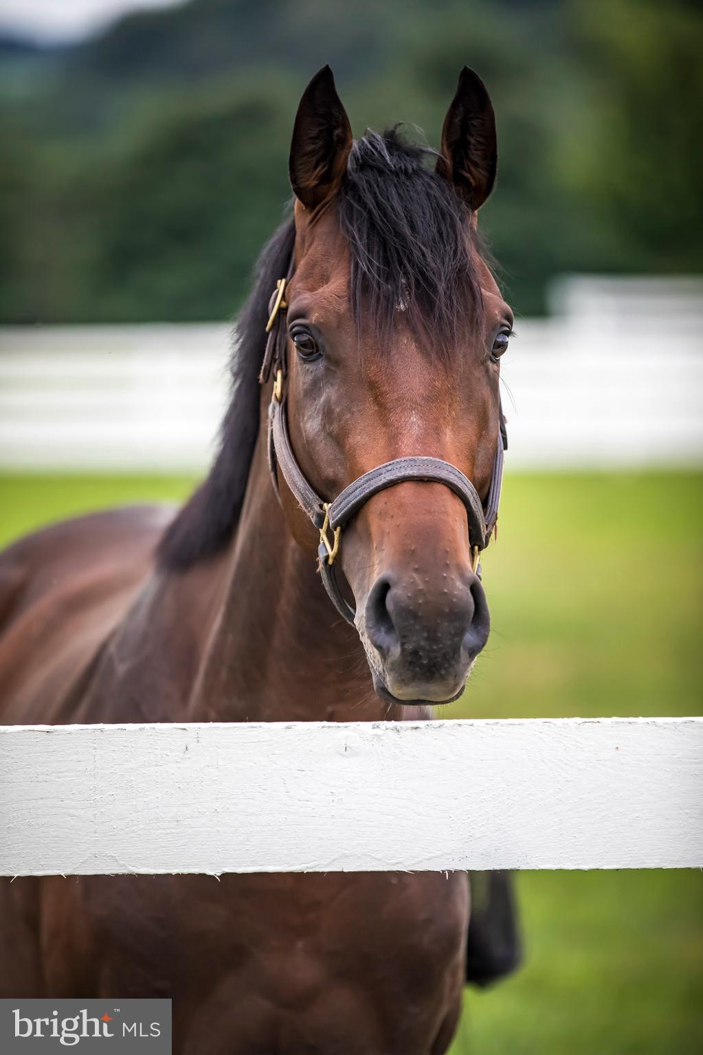 GLYNDON - Residential