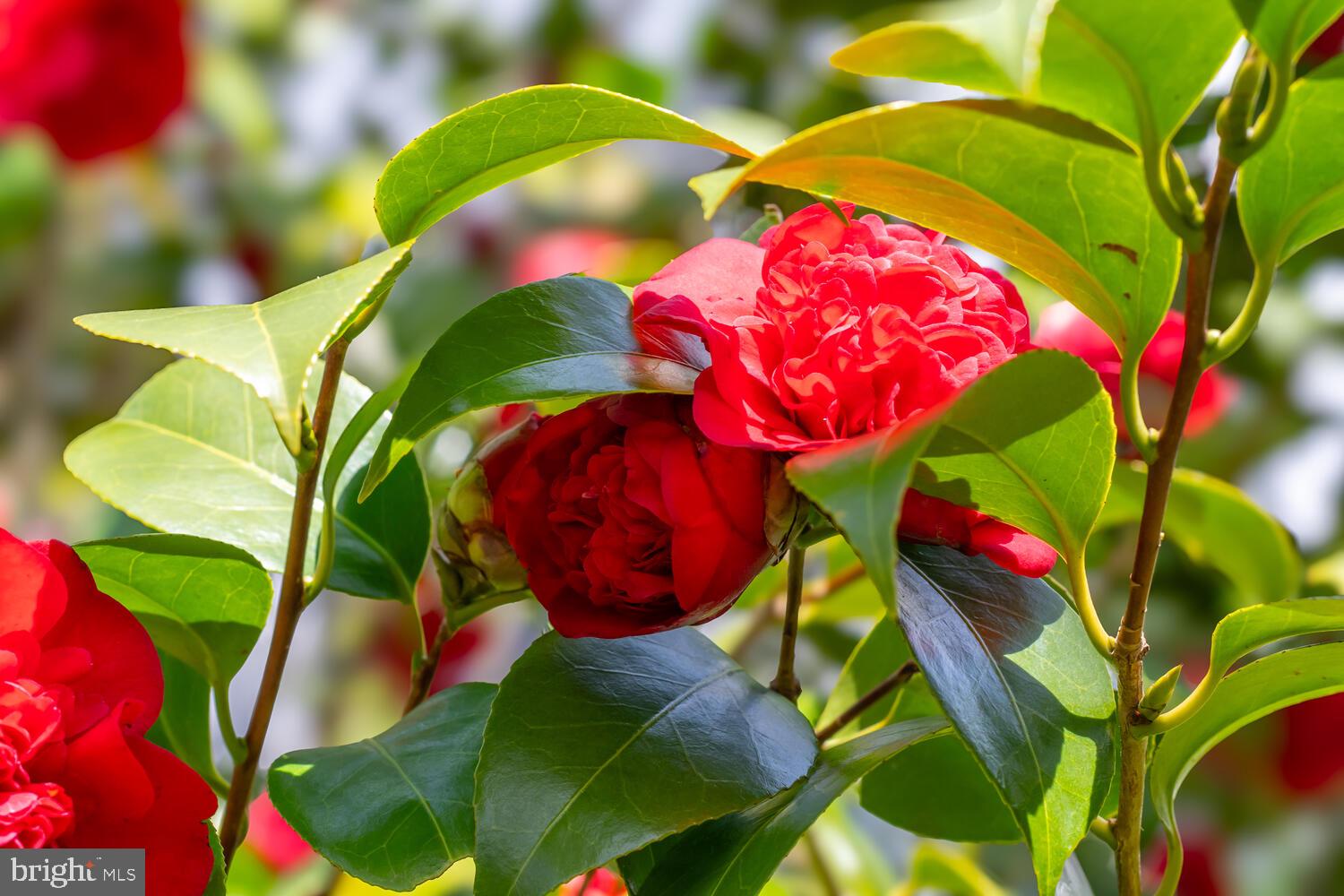 ROYAL OAK - Residential