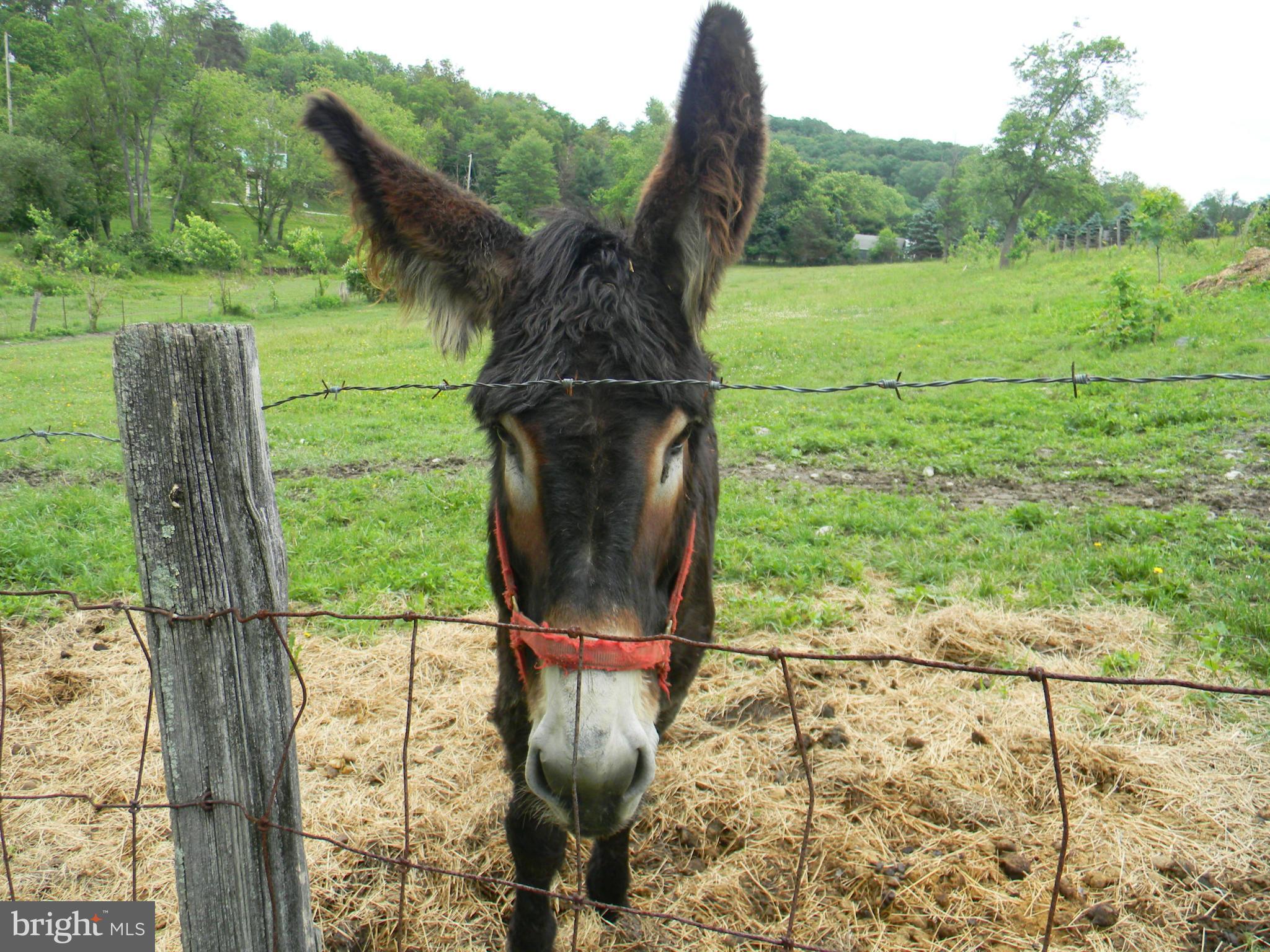 NONE AVAILABLE - Farm