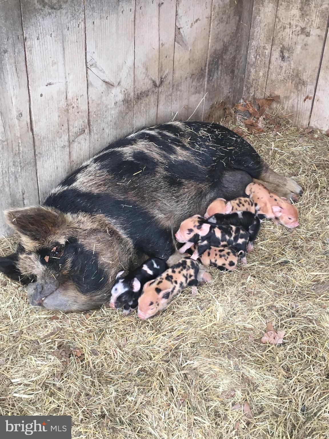 MUNSON LAND - Residential