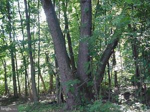 POTOMAC WOODS - Land