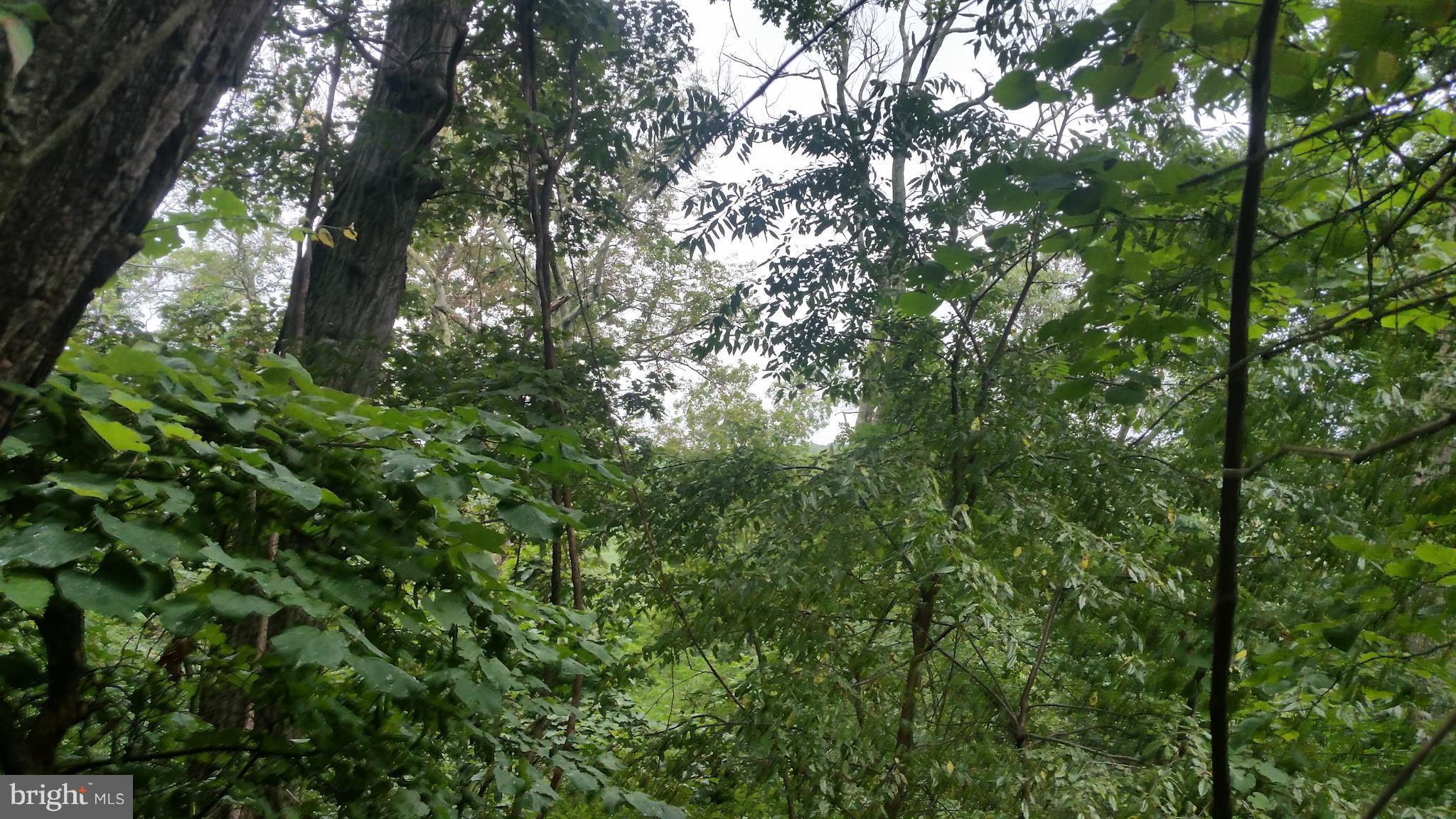 POTOMAC VALLEY VISTA - Land