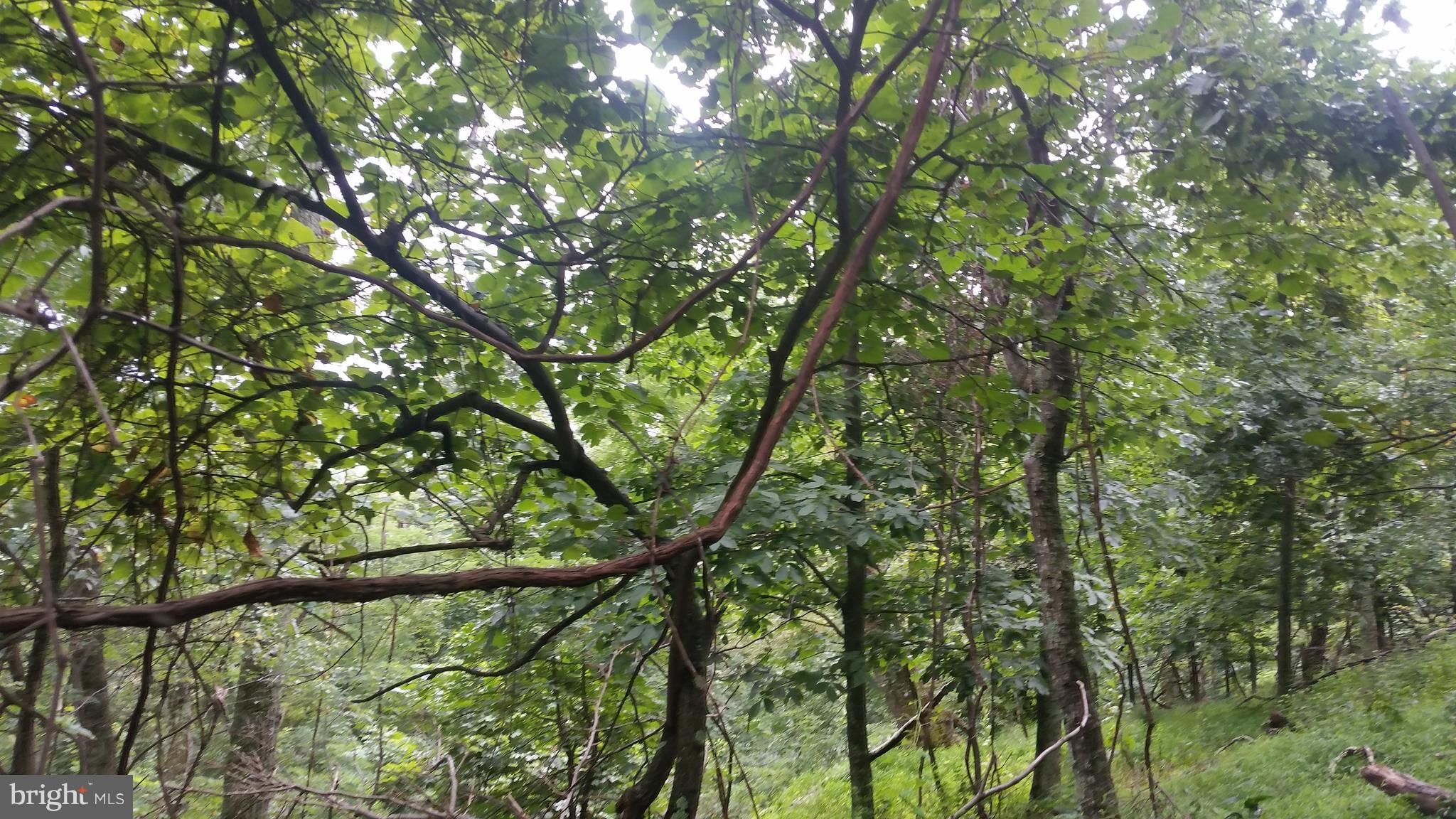 POTOMAC VALLEY VISTA - Land