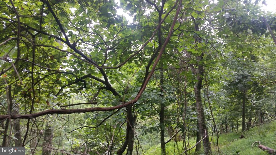 Easterly views are obtainable with this rugged wooded lot situated near the end of the lane in Potomac Valley Vista, has gated entrance and very private.