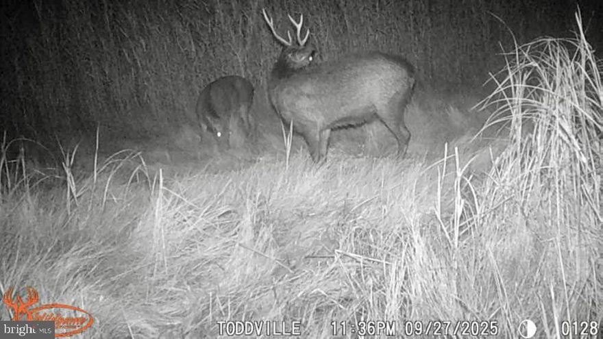 Eastern Shore hunting lodge on 13+ acres across four parcels in prime Sika deer country! Property offers great Sika deer hunting with some whitetail deer and pond offers possible waterfowl. This 3 bed, 1 bath home has been used as a hunting lodge, perfect for overnights, a private retreat or full time residence. Conveniently located near Elijah's general store, Blackwater National Wildlife Refuge, marinas and public boat ramps. Enjoy the outdoors year-round, hunting, fishing, crabbing, biking and boating!