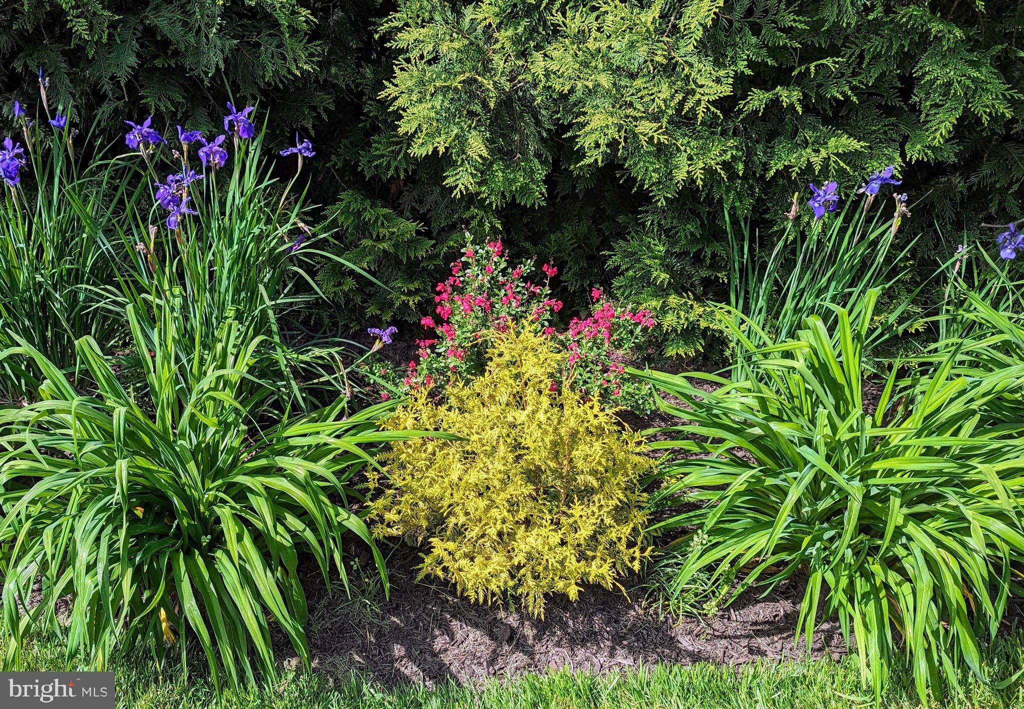 WILTONDALE - Residential