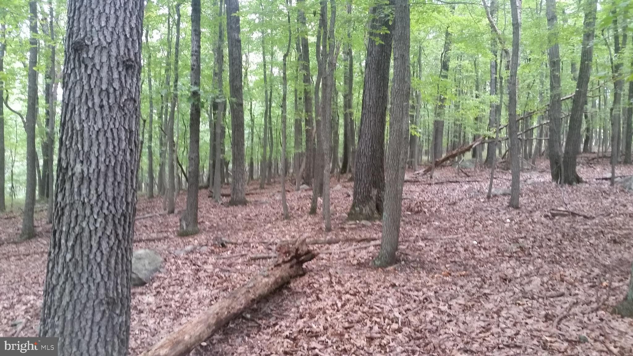 ROUSE MOUNTAIN - Land