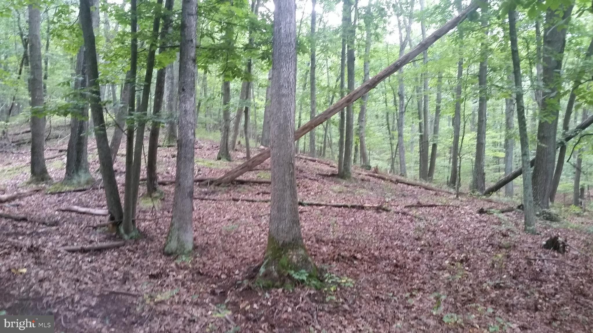 ROUSE MOUNTAIN - Land