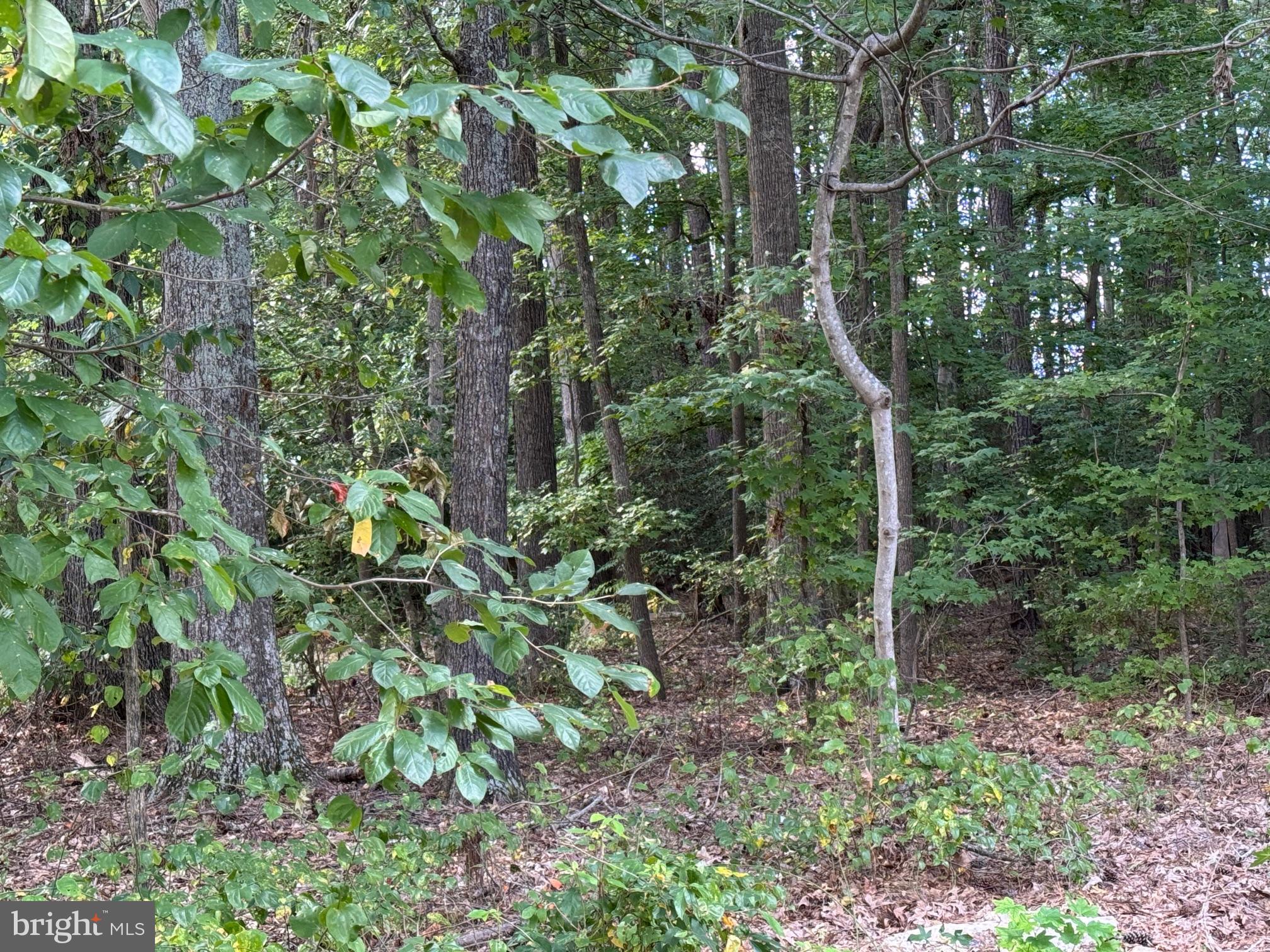 LONG LEAF LANE