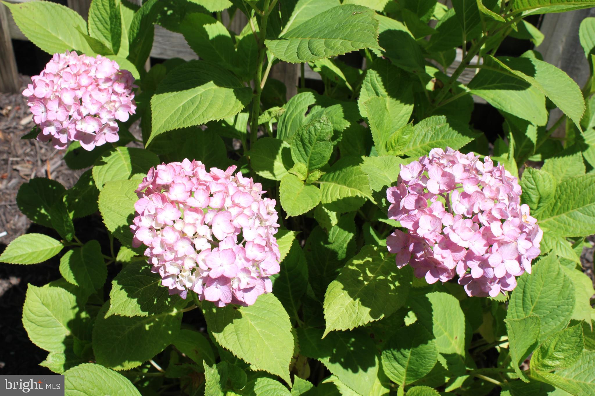 KINGS MANOR - Residential Lease