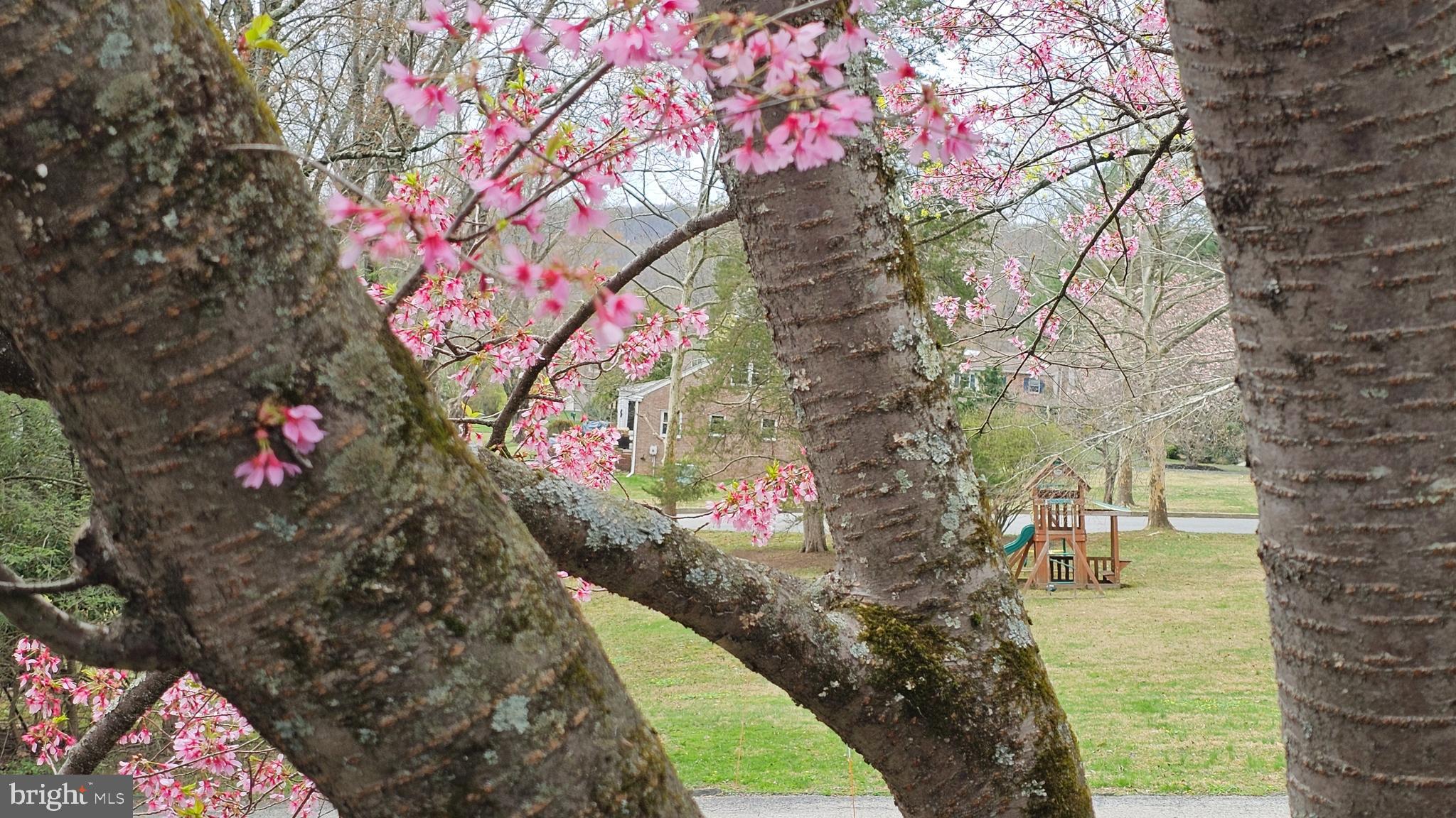 SYCAMORE MILLS - Residential