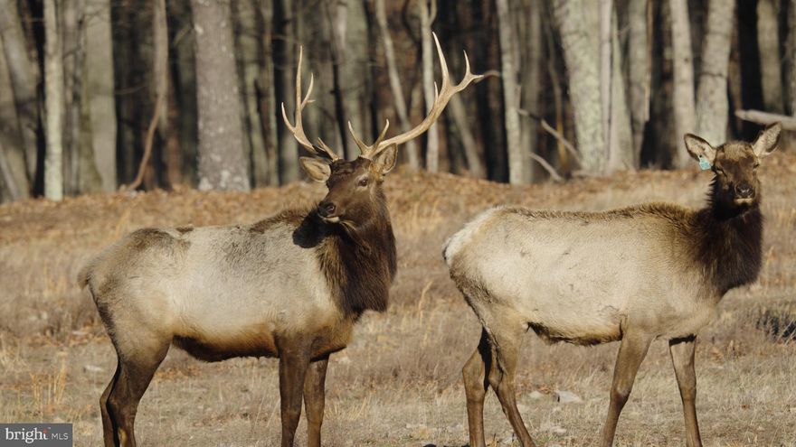 Welcome to Stoney Mountain Whitetail Hunting Preserve — A Turnkey Sporting Estate

Situated just minutes from the town of Romney, Stoney Mountain Whitetail Hunting Preserve represents a rare opportunity to own a fully operational, high-fence hunting preserve with exceptional infrastructure and established wildlife.
This expansive 200-acre property is purpose-built for premier hunting and wildlife management. Of the total acreage, 198 acres are fully enclosed with 8-foot heavy gauge American wire fencing and secured by gated entrances, offering both security and controlled herd management.
At the heart of the preserve sits a beautifully positioned 2,100-square-foot cabin overlooking the pond and rolling landscape. The 4-bedroom, 2-bath home features a large stone fireplace that anchors the living space, creating the perfect lodge atmosphere after a day in the field. A generous porch spans the front, inviting you to relax, watch the animals move through the yard, and take in the sweeping views of the property.
Supporting structures enhance both functionality and convenience. A 16x30 two-bay garage with electric provides secure vehicle storage, while a 12x24 shop equipped with water and electric offers ideal workspace for equipment and maintenance. Additionally, a two-bay metal garage is in place for feed and equipment storage, keeping operations organized and efficient.
The preserve is designed for accessibility and ease of management, featuring an extensive road system with ATV trails that wind throughout the entire property. Four Redneck Blinds are strategically positioned, along with numerous feeders to support wildlife health and hunting success. Six large feeders are placed throughout the preserve to ensure consistent nutrition distribution.
Water is never a concern, thanks to a large pond that ensures all animals have reliable access year-round.
Animal management facilities are equally impressive. The property includes nine growing pens, each equipped with feeders, water, and shelter. Approximately 18 whitetail deer are currently housed within these pens. A 10x10 working facility allows for tagging and routine health check-ups, ensuring proper herd oversight. The dual-fence enclosure with run provides the ability to separate animals and safely release them into the preserve as needed.
The preserve currently supports approximately:

12 elk

30 whitetail deer within the main preserve

40 fallow deer


Roughly 18 whitetail deer in the growing pens


Stoney Mountain Whitetail Hunting Preserve is more than a property — it is a fully developed sporting enterprise with established infrastructure, thriving wildlife, and luxury accommodations. Whether you are looking to expand your hunting operation, invest in a recreational business, or enjoy a private wildlife retreat, this turnkey preserve offers immediate opportunity and long-term potential.
Opportunities of this caliber are rarely available. Schedule your private tour and experience Stoney Mountain for yourself.