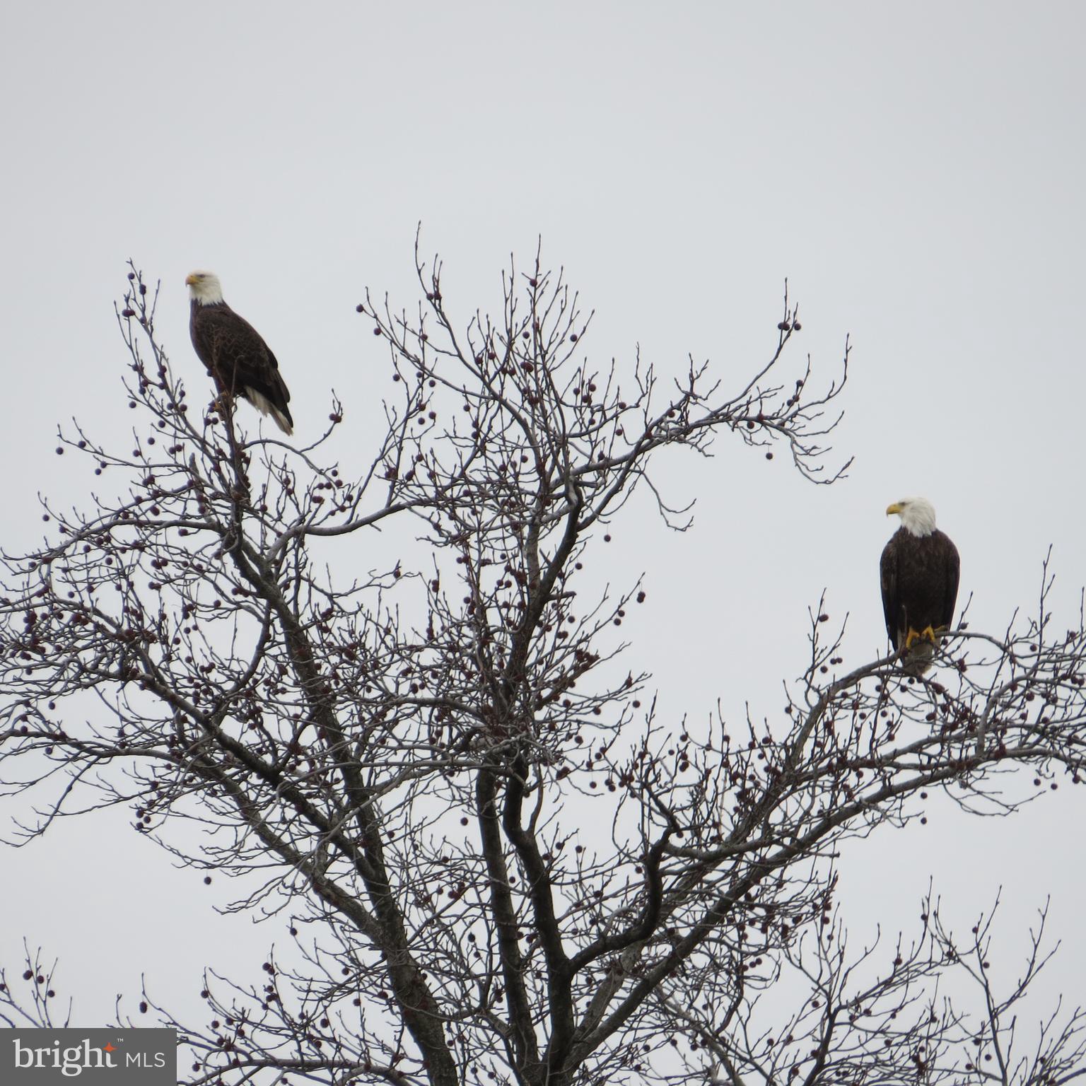 LITTLE NECK FARM - Residential