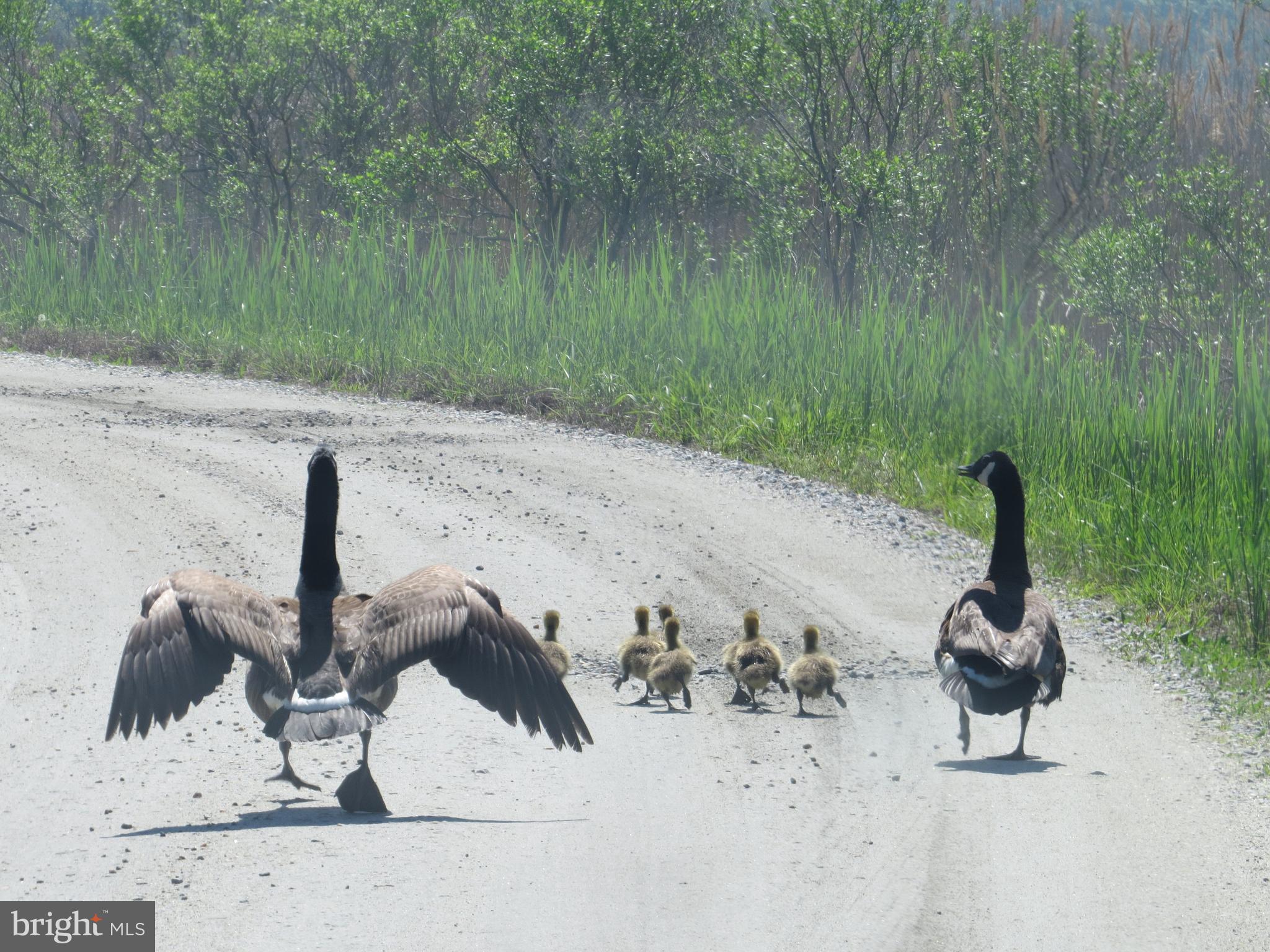 LITTLE NECK FARM - Residential