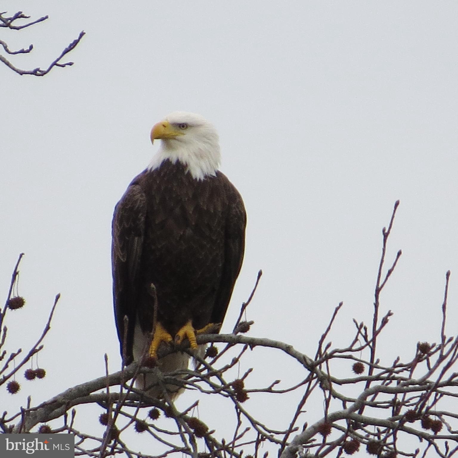 LITTLE NECK FARM - Residential