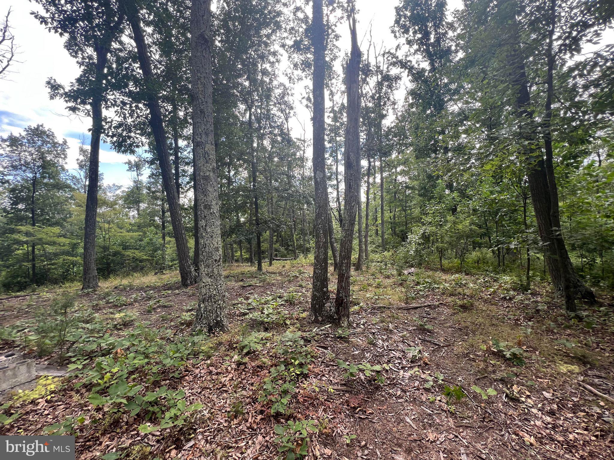 SLEEPY KNOLLS - Land