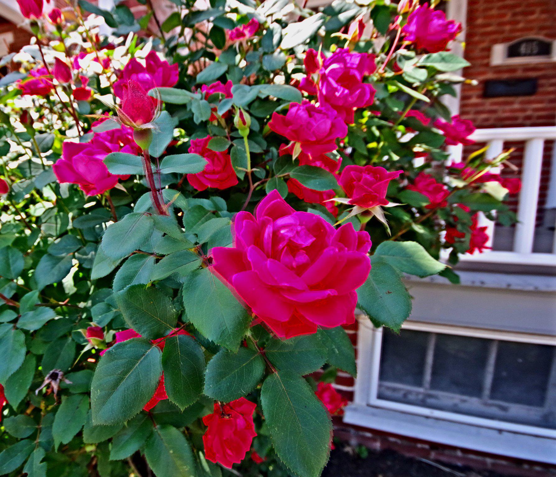 POTTSTOWN - Residential