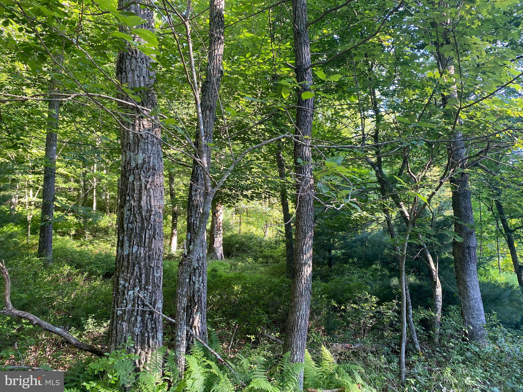 2.28 AC THORN BOTTOM