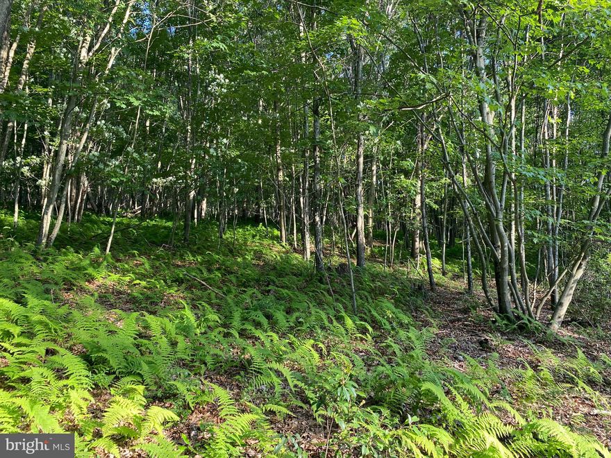 Adjoining GWNF,  this nicely wooded tract is only a mile from the entrance to Trout Pond, so you can hunt thousands of acres from your back door or drive or bike to catch a trophy trout! Elevation is 1675 feet. The driveway and septic have been recently  installed. A nice pad has been newly excavated for a cabin or home site. All you have to do is bring in electric and drill a well!