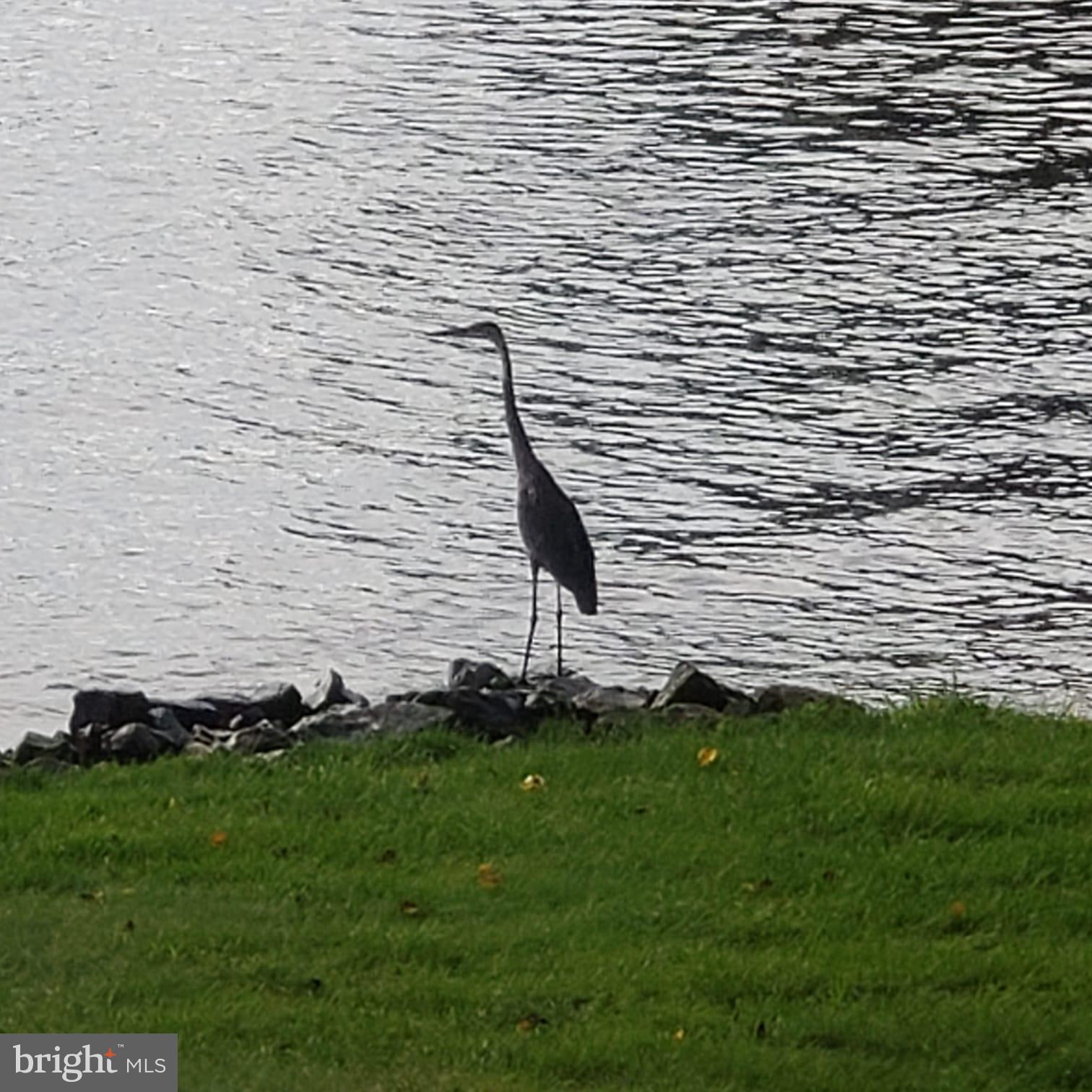 LAKE CAROLINE - Residential