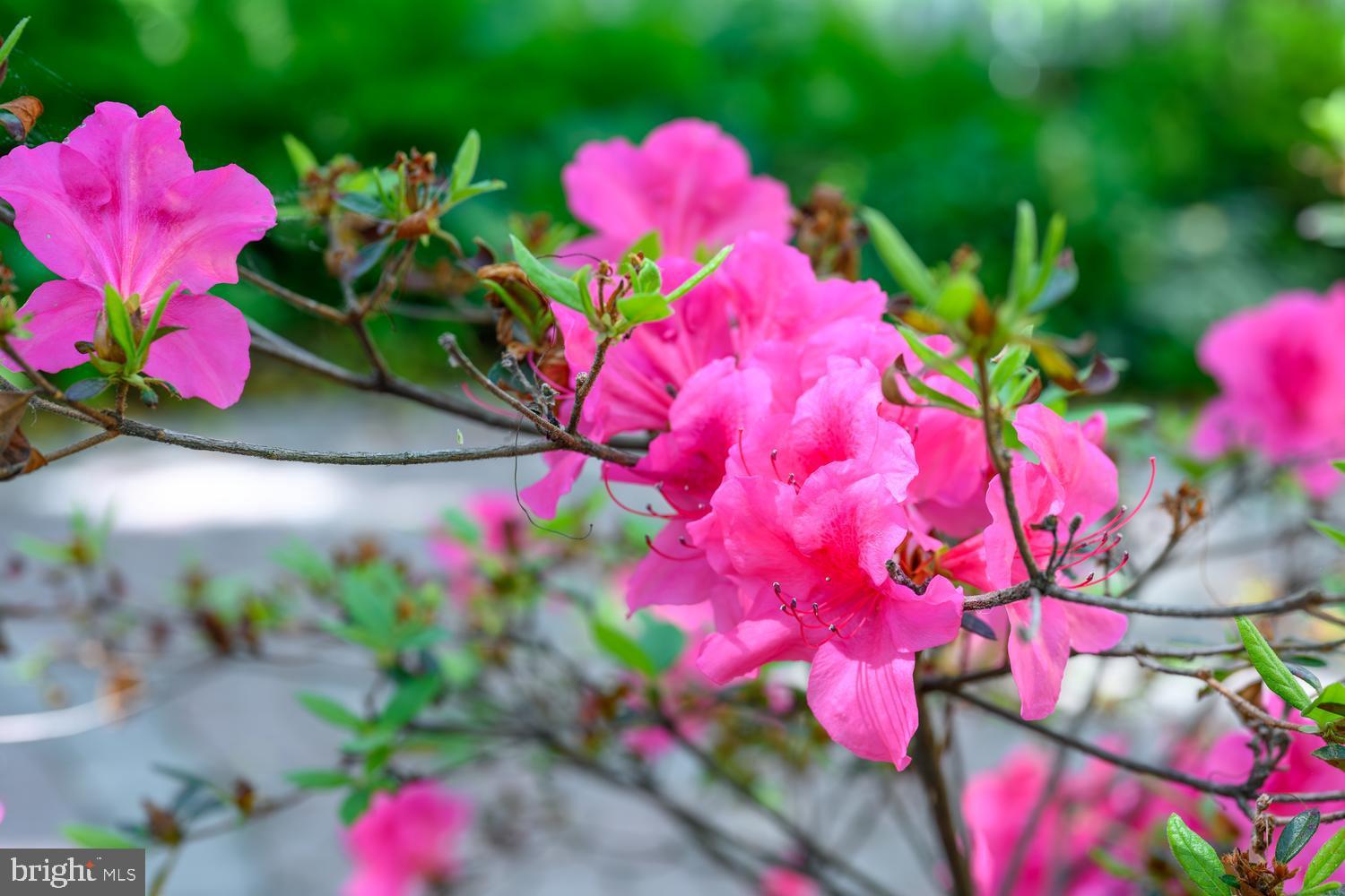 HISTORIC CHESTERTOWN - Residential