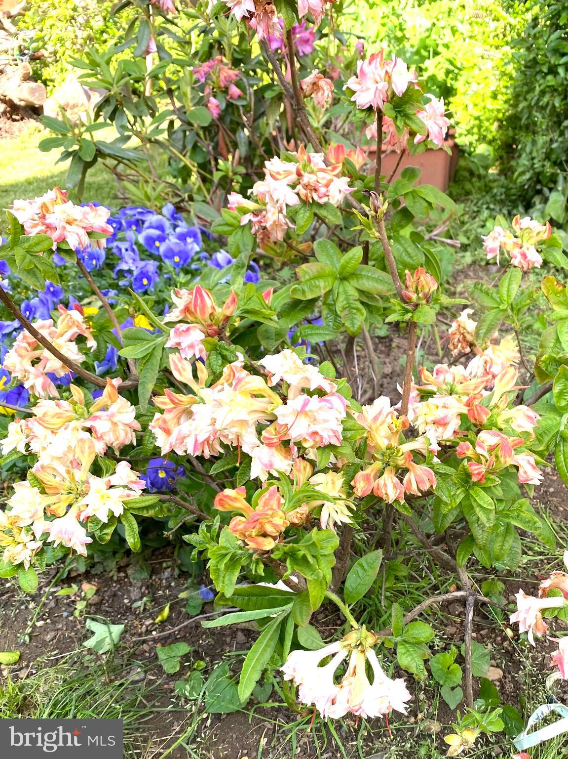 DOWNTOWN FREDERICKSBURG - Residential